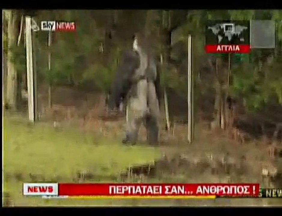 pagritianews.gr- Πίθηκος περπατάει σαν... άνθρωπος!