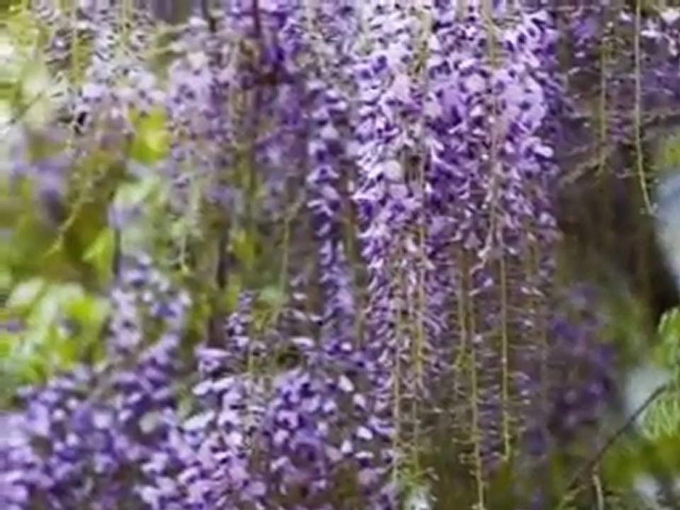 Jardin des délices Gérard Manset