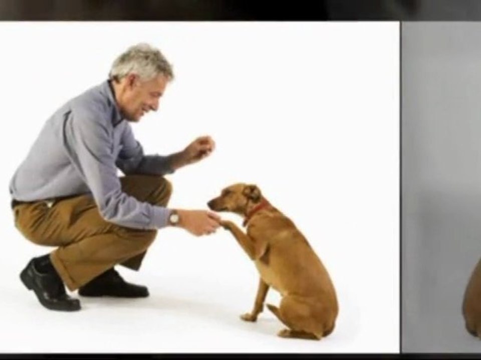 Mieux connaître son chien pour l'éduquer