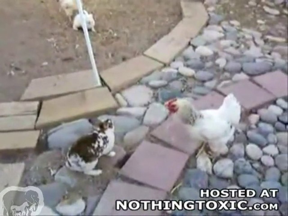 Baston de lapins les poulets interviennent