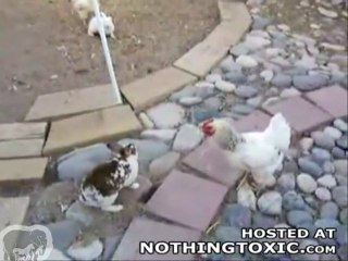 Baston de lapins les poulets interviennent