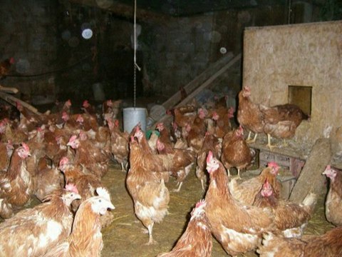 L'exploitation animale