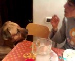 pitbull che mangia a tavola
