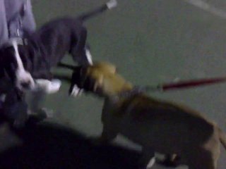 Cargo (Bullmastiff) - Thor (Great Dane)   Playing