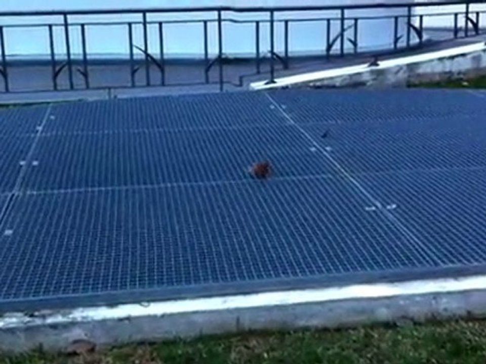 La danse de la feuille