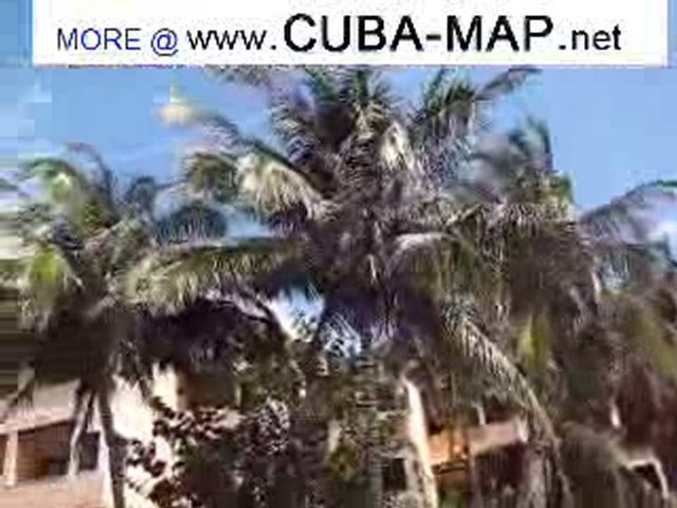 Palm Trees Cuba