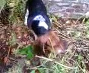 buster pris en flag