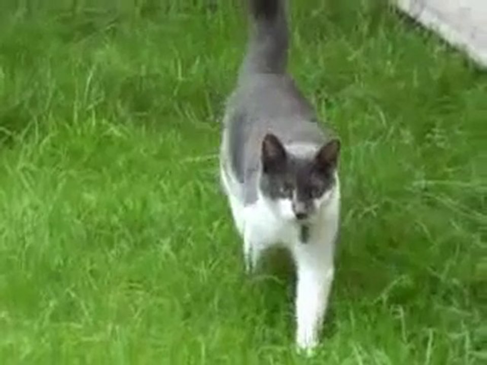 Attaque violente d'un chat.  Attention images choc!!