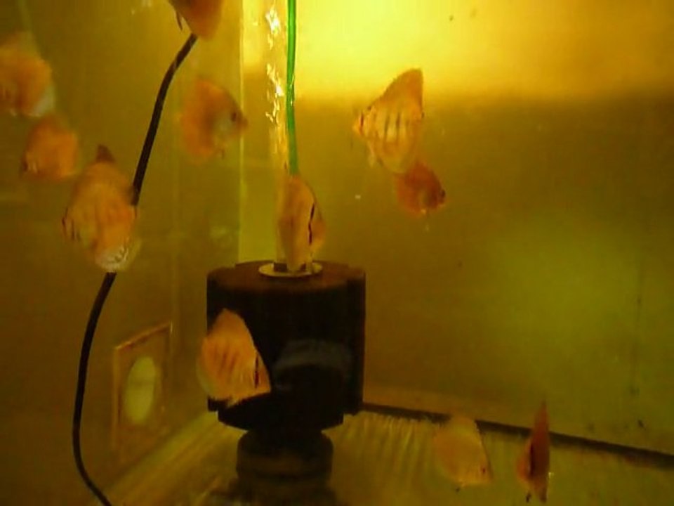 jeunes discus  blue diamond à 2 mois