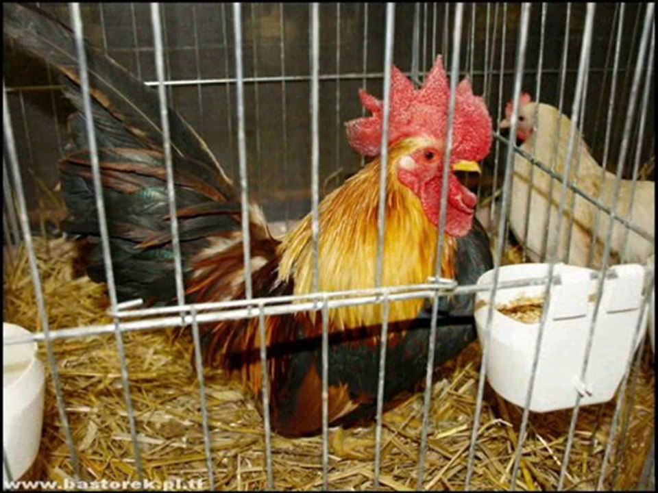 KURY----------KO  KO  KO