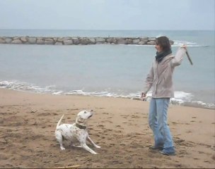 Les chiens à Saint Aygulf