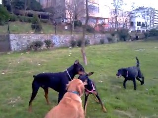 mathilda-layka-gordi-maya ve julyet