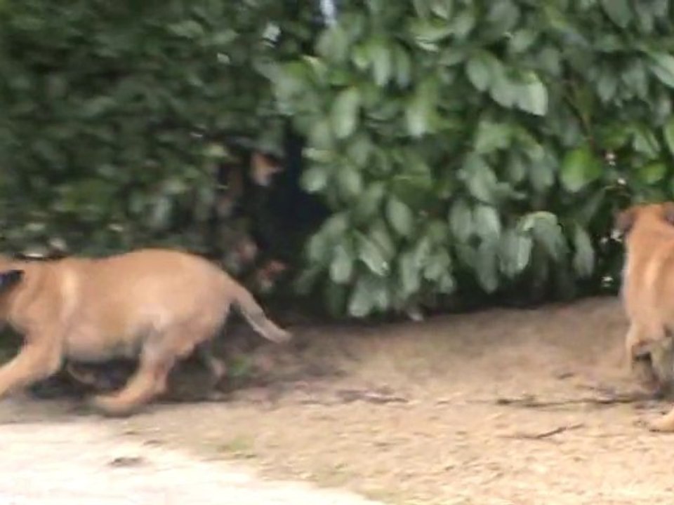 jeux des chiots malinois 9 semaines et Alpha dans le sable