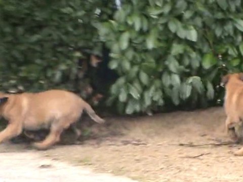 jeux des chiots malinois 9 semaines et Alpha dans le sable