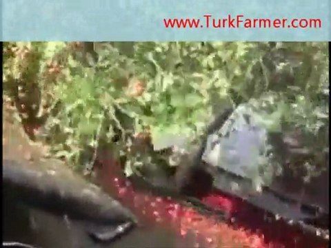 Kiraz hasat - toplama makinası - ZiraiDanismanlik.com