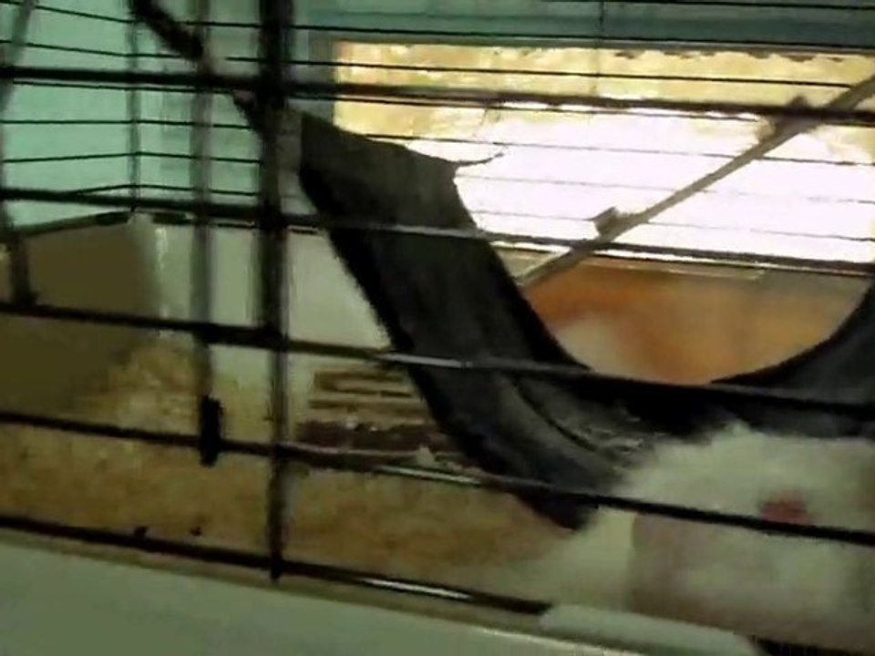 mes cochons d'inde qui sautent