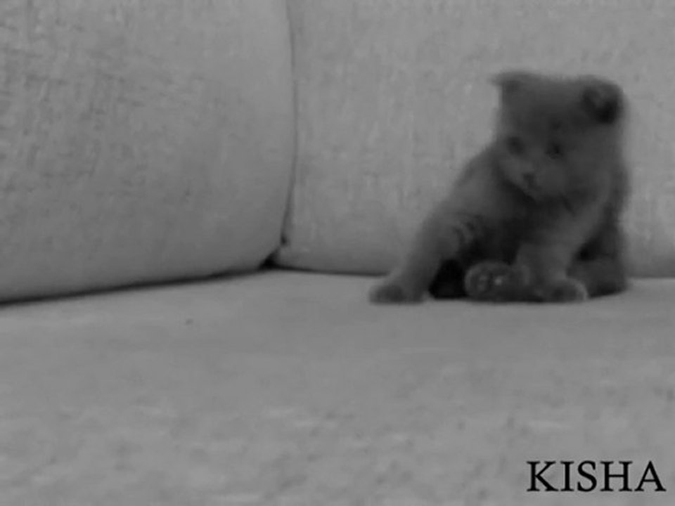 KISHA 1