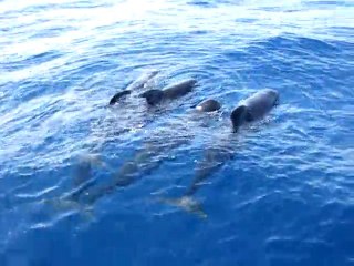 Globicéphales de méditerranée