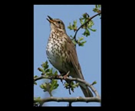 Sedat Uçan Seherde Ötüşen Kuşlar ilahisini dinle_mpeg4