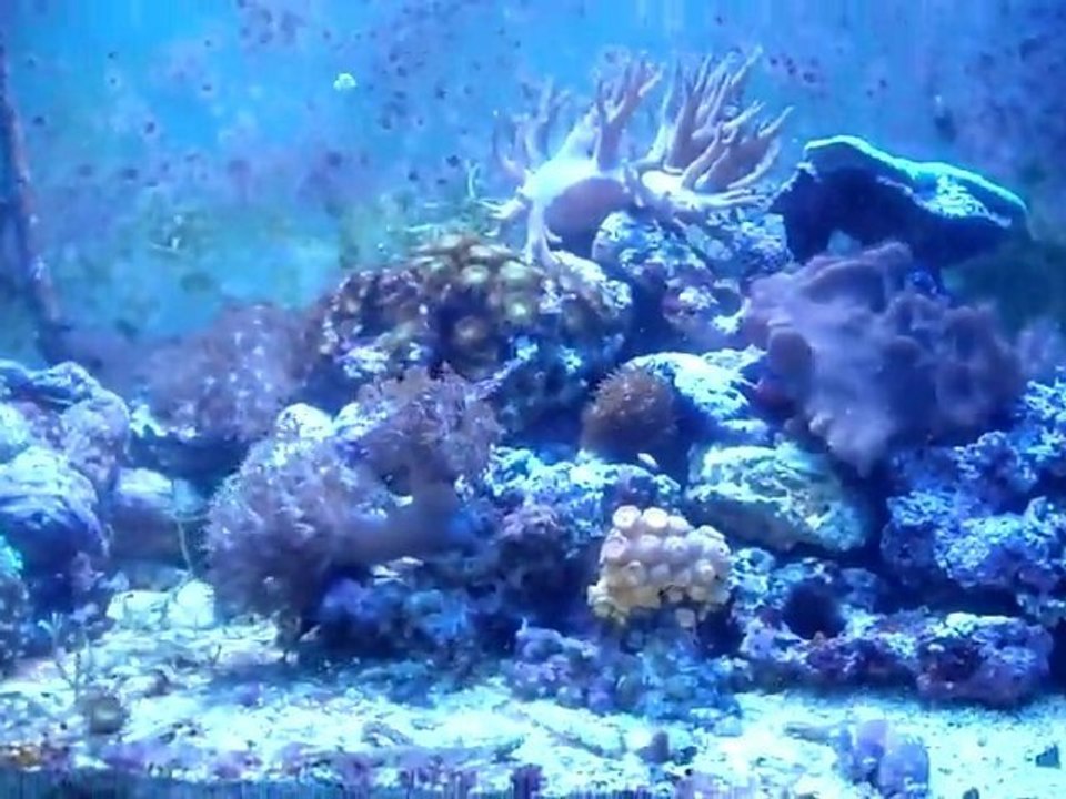 mon petit bout de récif