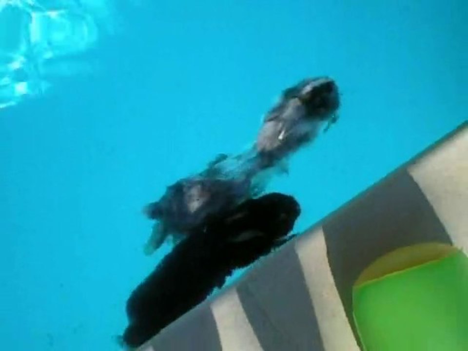 This is Hermione, Domino; Yoko and Freesby