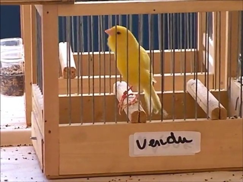 chant du canari malinois/ Malinois canary song Vidéo Dailymotion