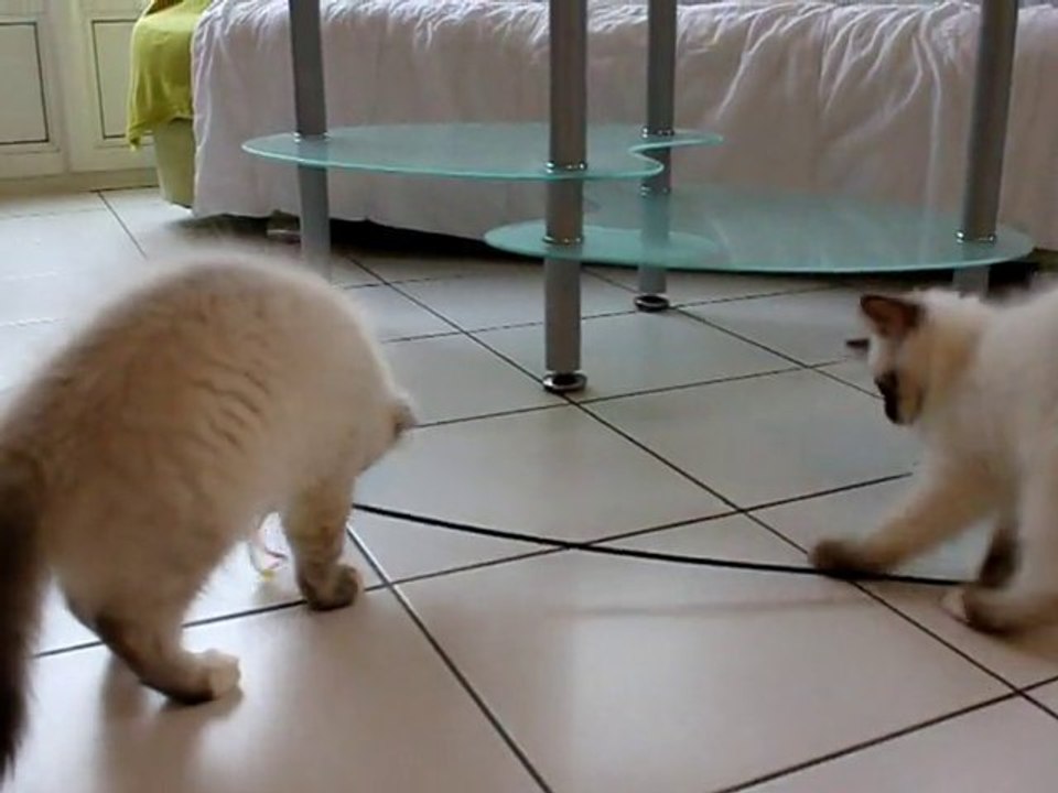 Les bibous à 90 jours