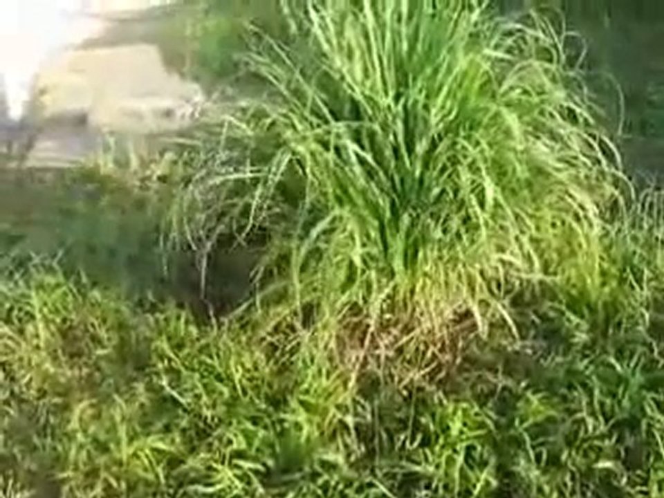 Pitbull - Hulligam Cadê o bicho??