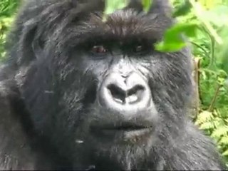 Les gorilles du Virunga