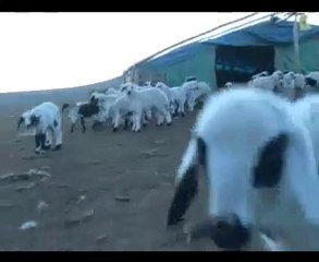 yeni doğmuş 250 kuzunun neşeli oyunları