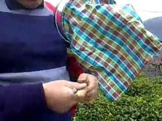 Maks Çay Toplama Makinesinin Kullanıma Hazırlanışı