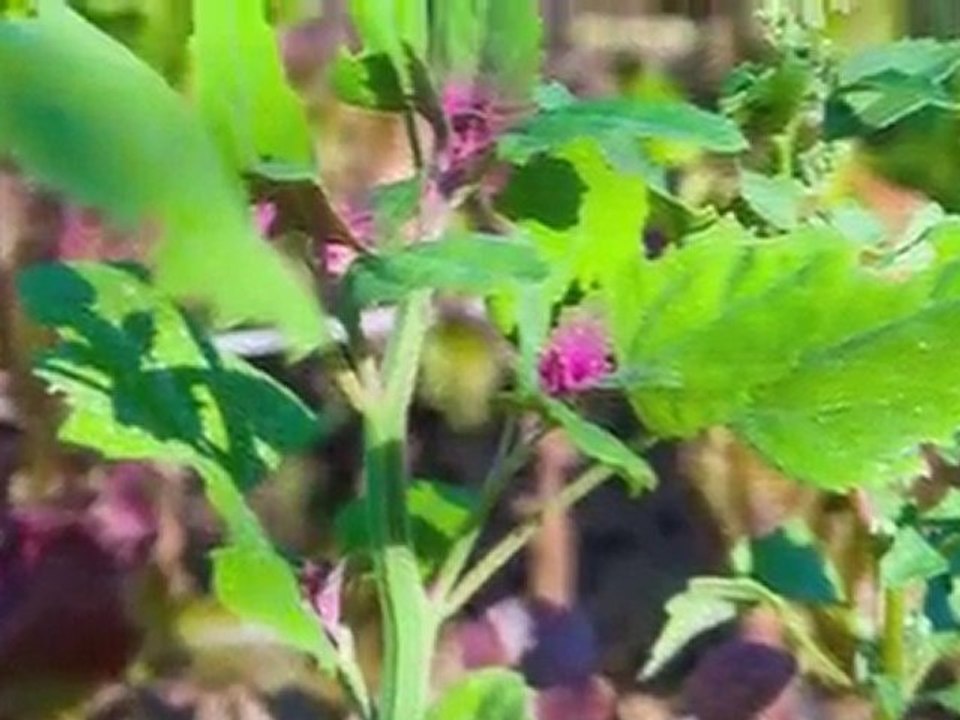 Wild Willow Community Farm After the Flood