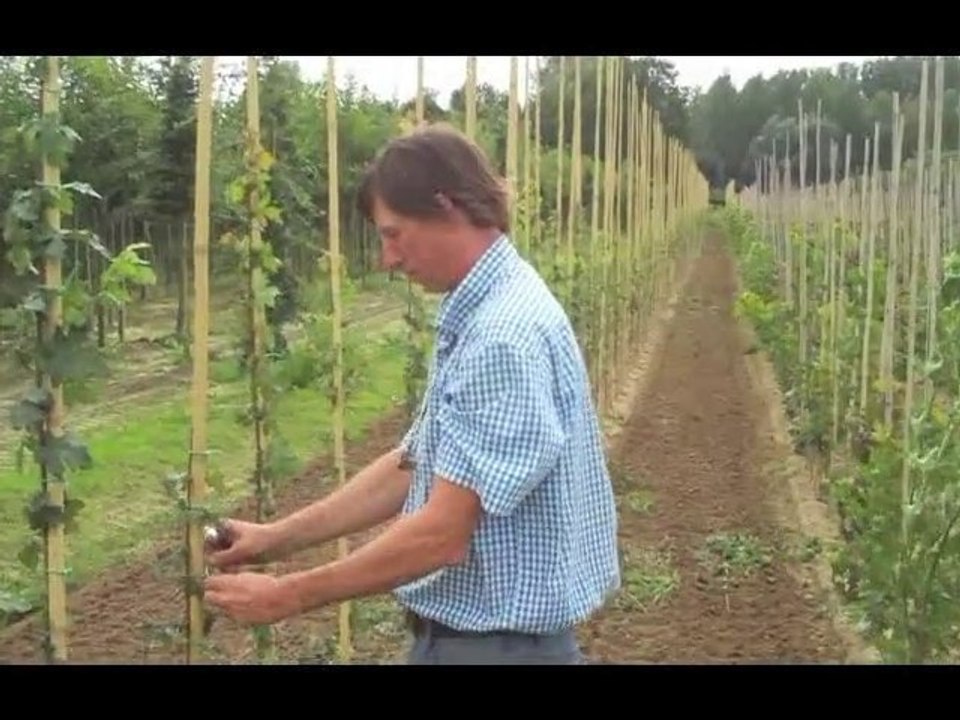 Beste Boomkwekerijen in Oost-Vlaanderen