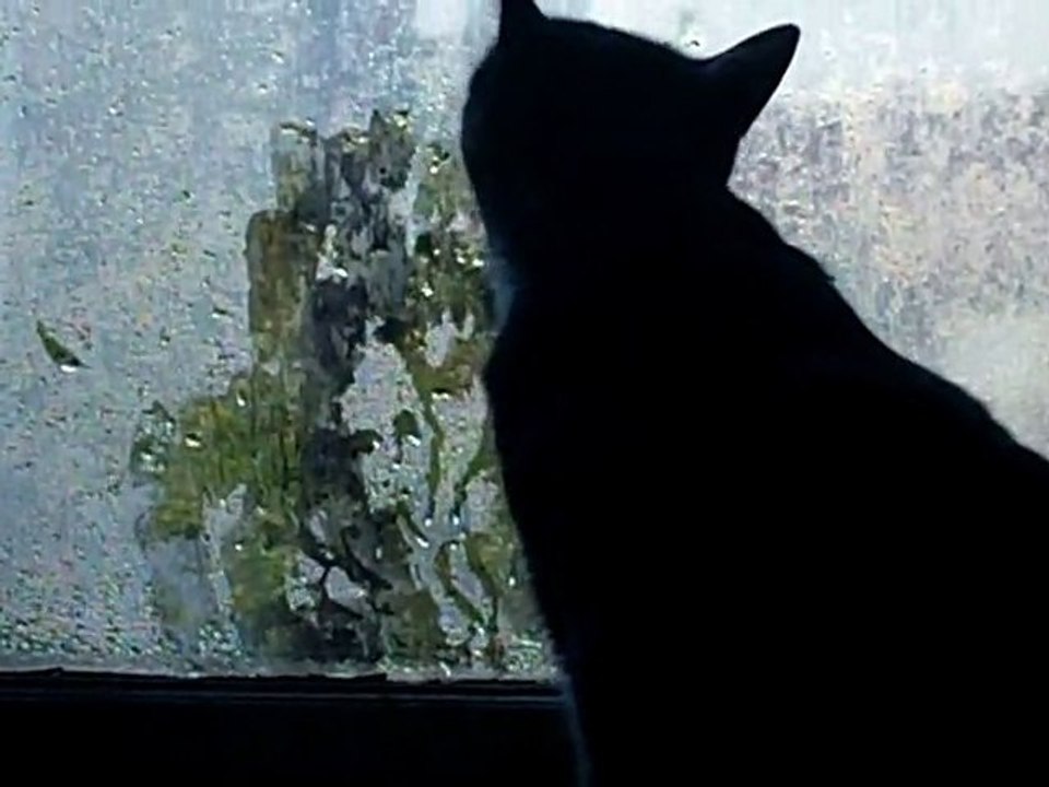 Cat Painting - Chat qui peint