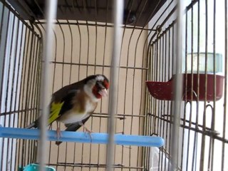 sakax kanarya yılmaz demırer ın kusu