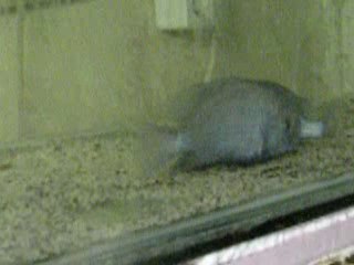 Yunus Cichlid ( C. Moori)