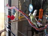Bird Cages for Sale - Find The Best Cage