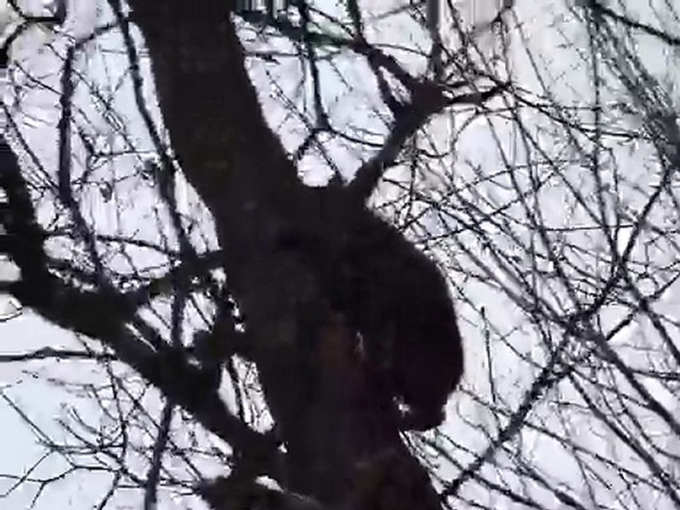 Wild Bobcat Climbing a Tree