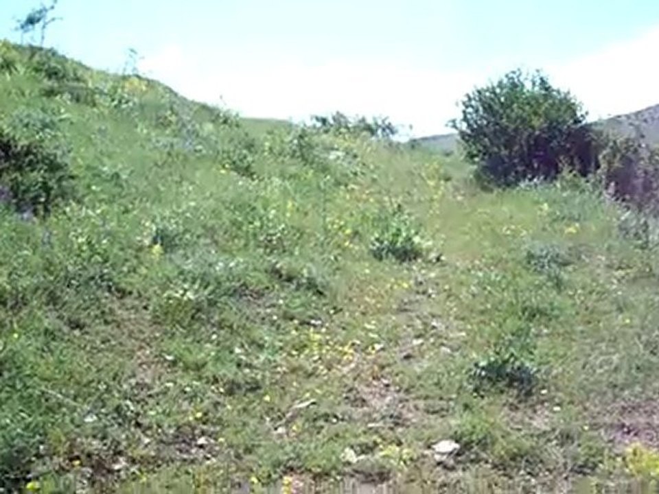 GÜMÜŞHANE KELKİT BÜYÜK DÜZDE SIĞIR