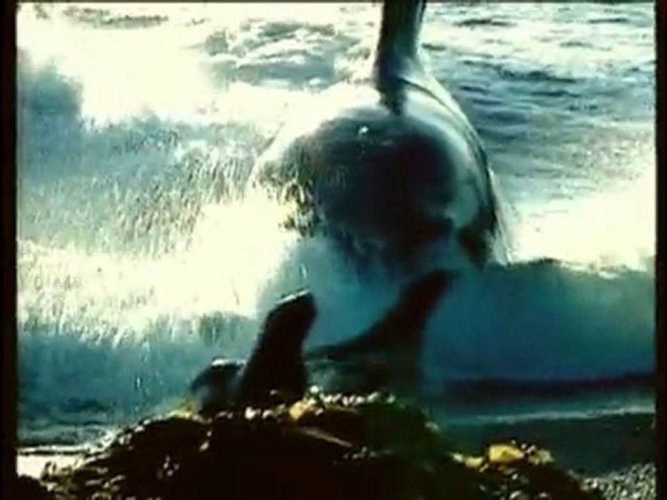 The Killing Whale attack - Vídeo Dailymotion