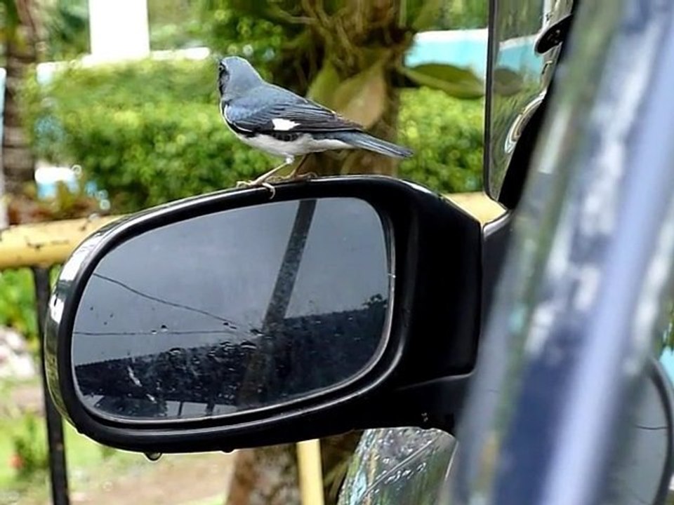 Birdie