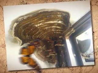 toxic mold Santa Barbara