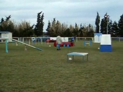 Entrainement d'agility pour Arko