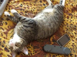 chat qui dort les quattre patte en l'aire