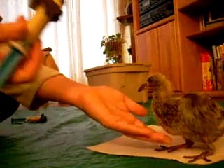 T.Ş.G.F-Yavru Güvercini  Besleme-2