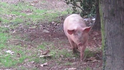 Valenciennes : Un cochon sème la panique en centre-ville