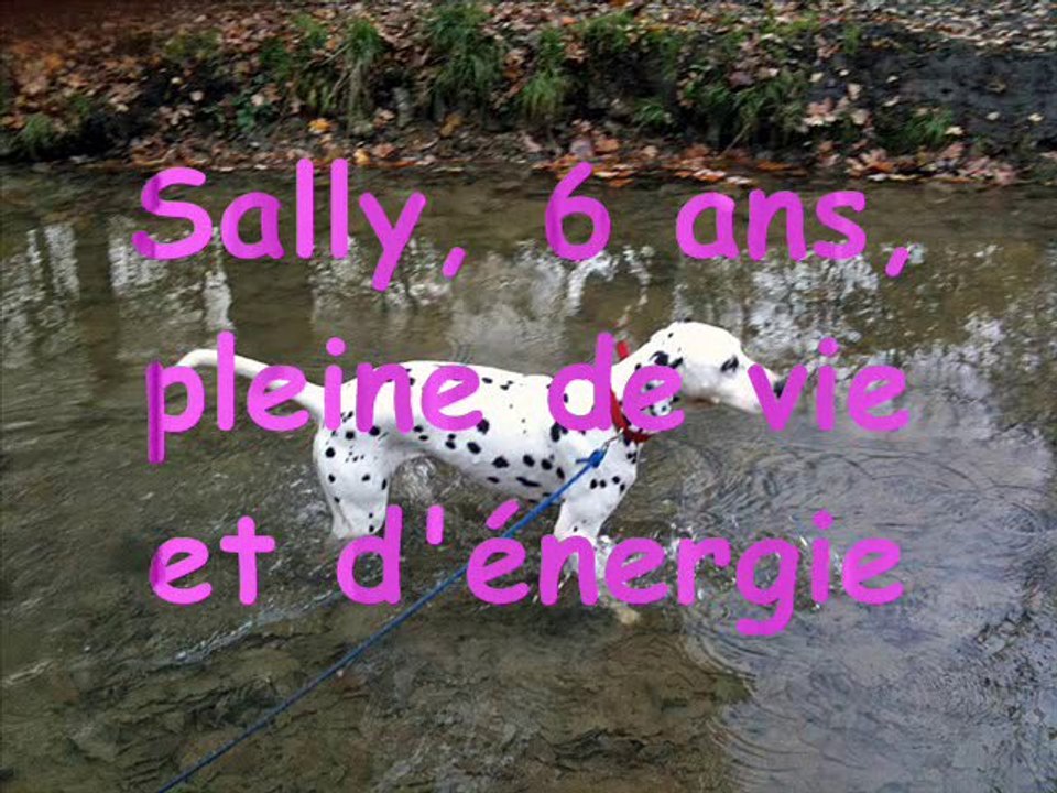 Nos_protégés_dalmaSF_2011_01_31