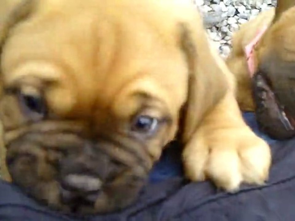 Les BBS de L'Exigence dehord 6 semaines et demi