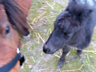 Bandito...fils indigne!