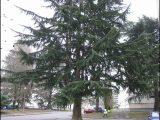 Arbres gardiens de nos villes